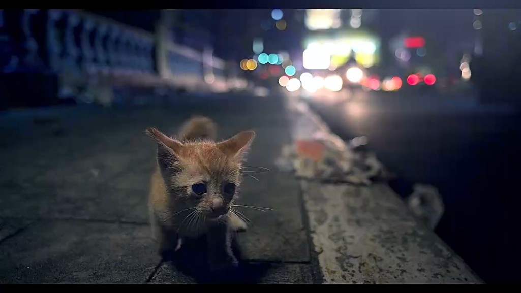 Cat Cafe'.mp4_snapshot_00.01_[2015.09.10_14.36.50]