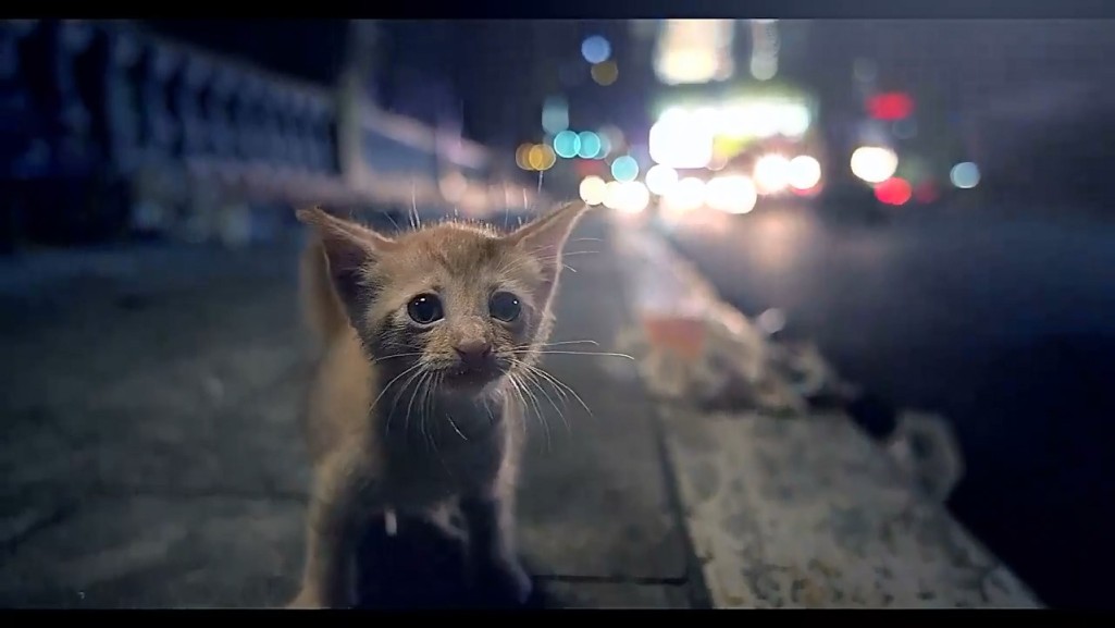 Cat Cafe'.mp4_snapshot_00.04_[2015.09.10_14.36.15]