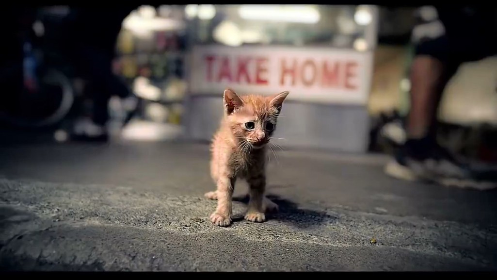 Cat Cafe'.mp4_snapshot_00.15_[2015.09.10_14.36.21]